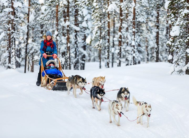 Le traineau à chiens, une activité familiale qui a du mordant!