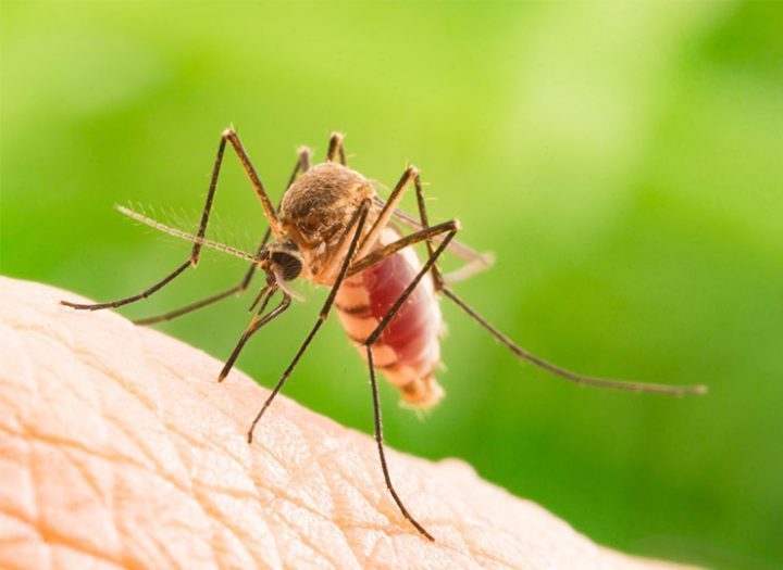Comment chasser les moustiques et autres insectes piqueurs efficacement