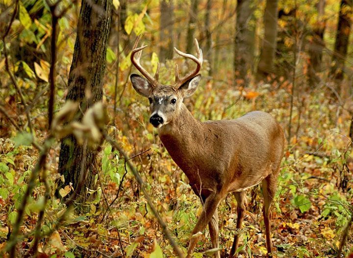 La maladie du chevreuil : comment ne pas s’inquiéter