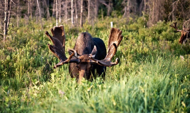 La chasse à l'orignal à la Pourvoirie Mekoos