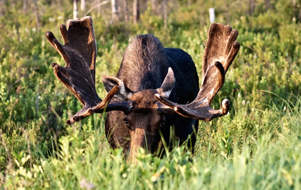 Vos forfaits pour la chasse à la Pourvoirie Mekoos