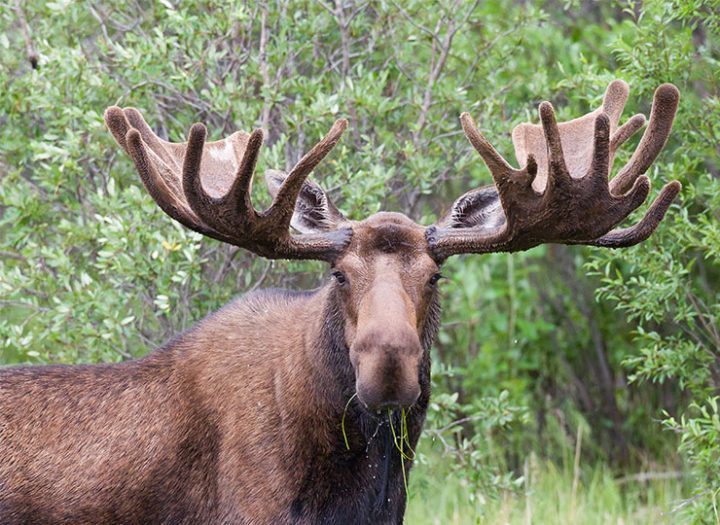 Amateur de chasse? La chasse à l'orignal, une activité par excellence de la Pourvoirie Mekoos