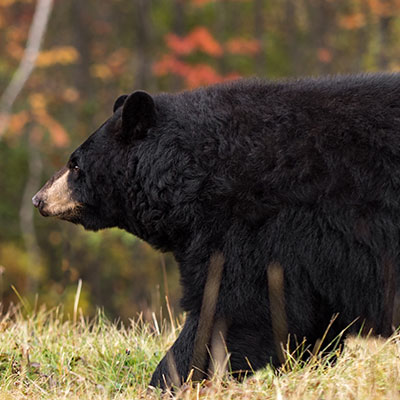 Chasse à l'ours noir avec un succès de 100% à la Pourvoirie Mekoos