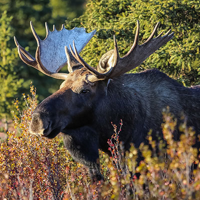 Pourvoirie-Mekoos-Moose-hunting-thumbnail
