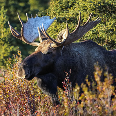 Pourvoirie-Mekoos-chasse-Orignal-thumbnail