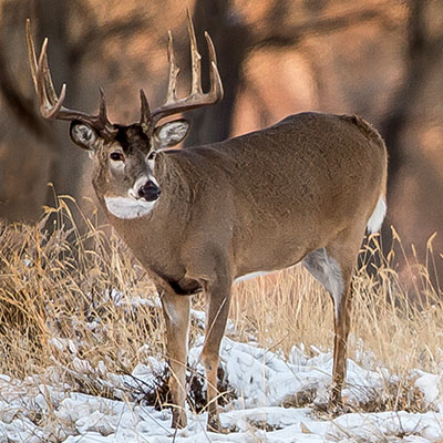 Pourvoirie-Mekoos-hunting-white-tailed-deer-thumbnail2