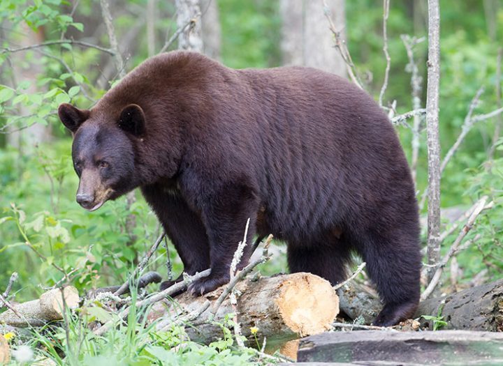 Chasse à l'ours noir, améliorer vos chances. Des conseilles de la Pourvoirie Mekoos