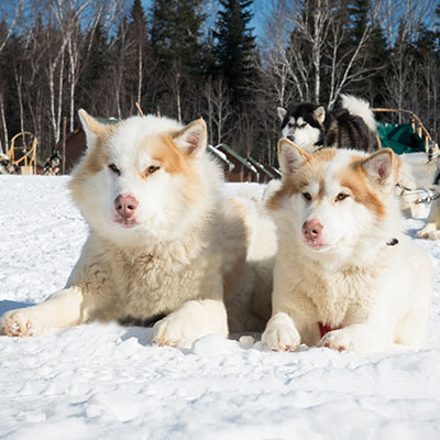 Traineau à chien en hiver à la Pourvoirie Mekoos