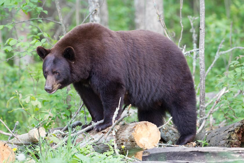 black-bear-pourvoirie-mekoos