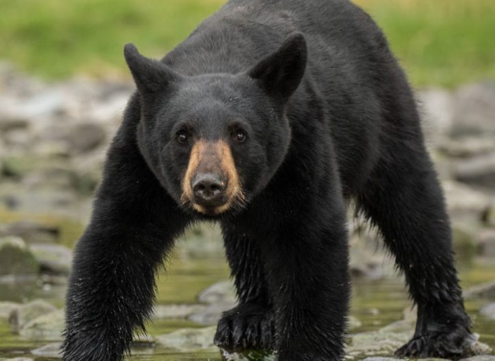 Chasse à l'ours noir à la Pourvoirie Mekoos 100% de succès!