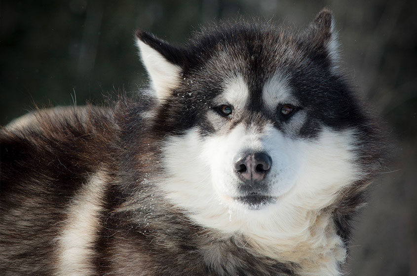 alaskan-husky-dog_sledging-pourvoirie-mekoos