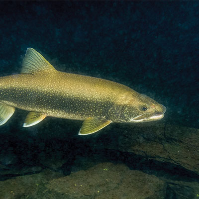 Pêche au touladi à la Pourvoirie Mekoos