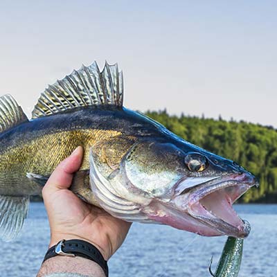 Pêche au doré jaune à la Pourvoirie Mekoos