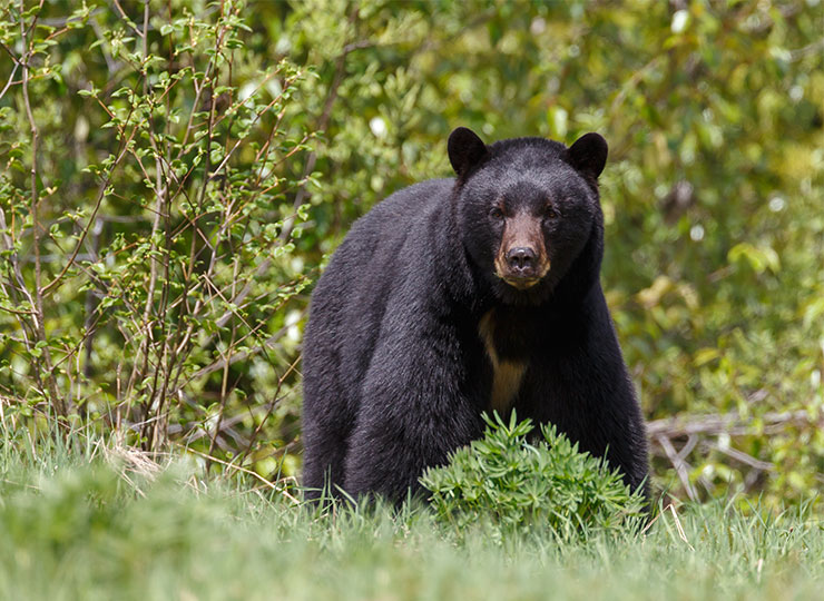 Encore trois mois à patienter pour la chasse à l’ours!