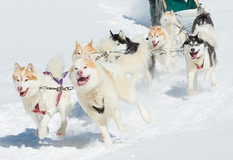 Pourvoirie Mekoos - Journée mémorable en compagnie de belle bête en traineau à chiens 